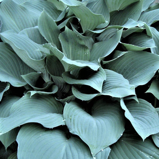 Hosta 'Blue Angel'