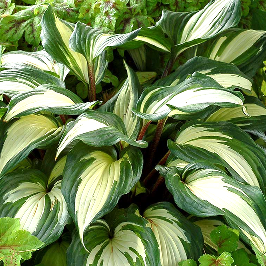 Hosta 'Raspberry Sundae'