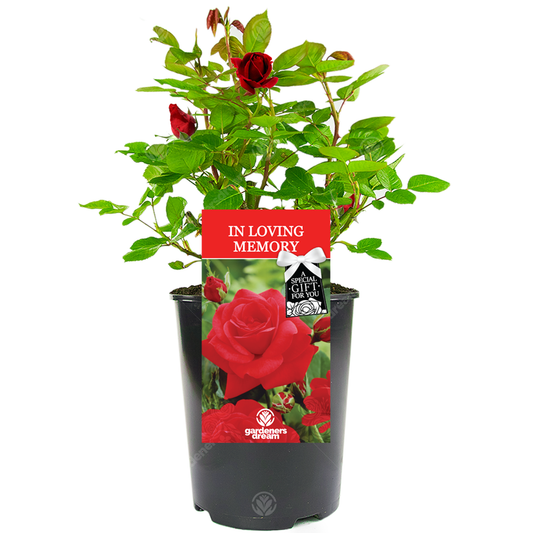 Red Bush Rose - In Loving Memory Memorial Gift