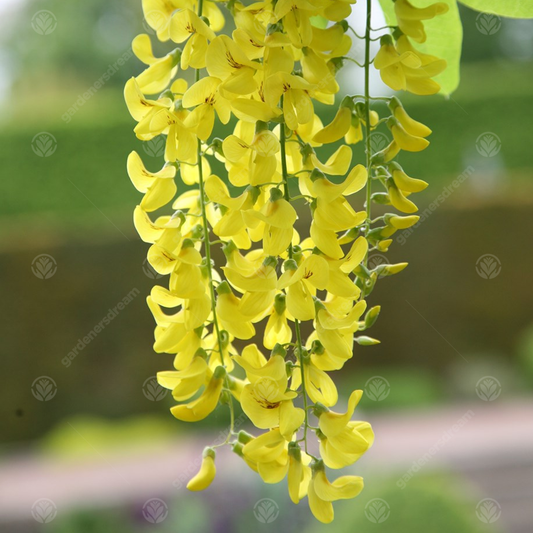 Laburnum 'Vossii'