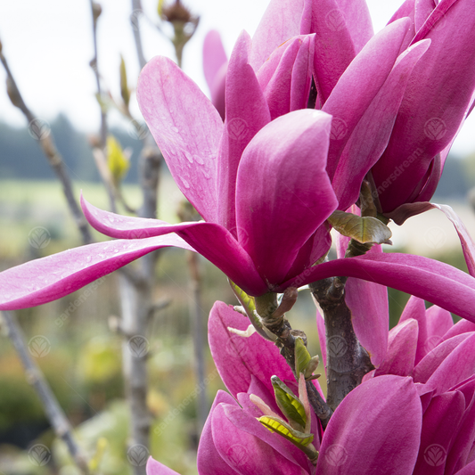 Magnolia 'Burgundy Star'