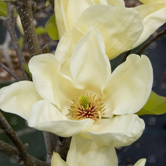 Magnolia 'Elizabeth'