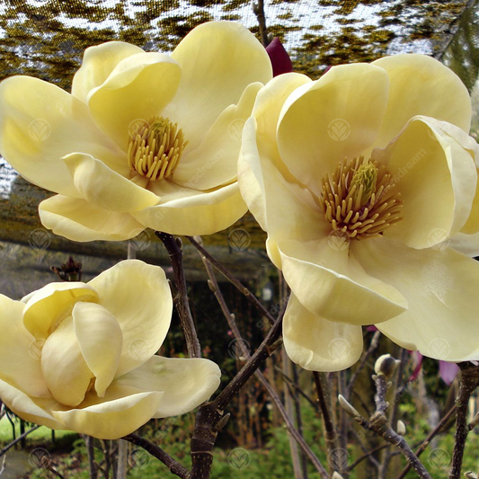 Magnolia 'Honey Tulip'