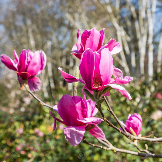 Magnolia 'Ian's Red'