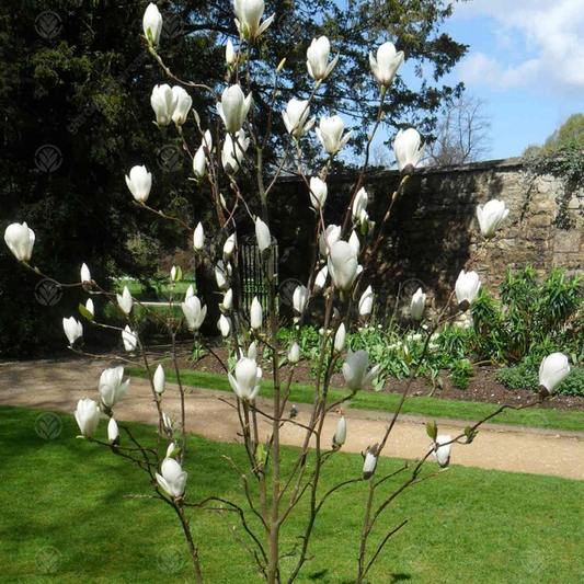 Magnolia 'Manchu Fan'