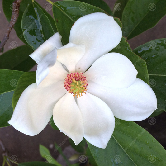 Magnolia 'Porcelain Dove'