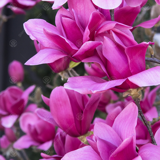 Magnolia 'Vulcan'