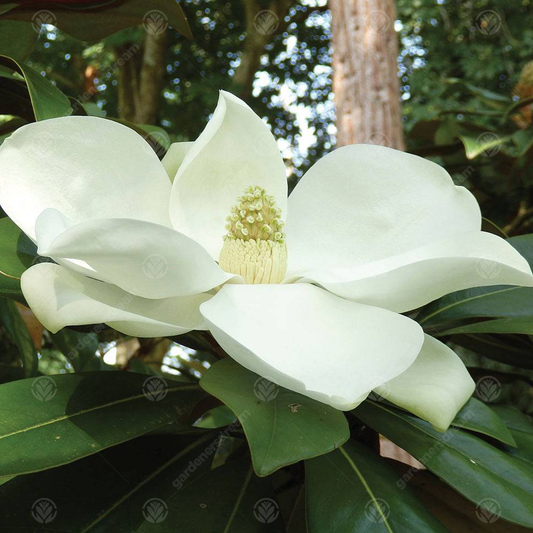 Magnolia 'Exmouth'