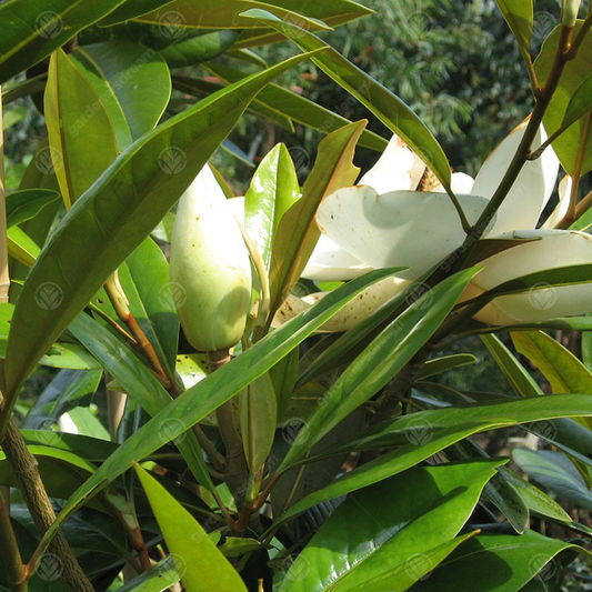 Magnolia 'Galissoniere'