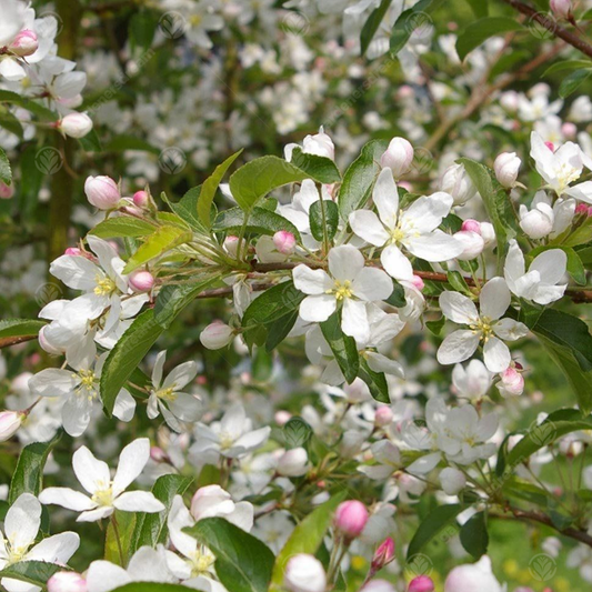 Malus 'Comtesse de Paris'