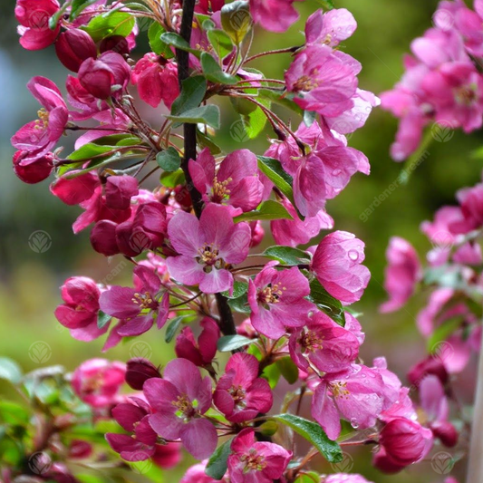 Malus 'Indian Magic'