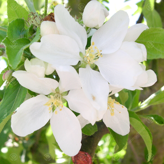 Malus 'Jelly King'