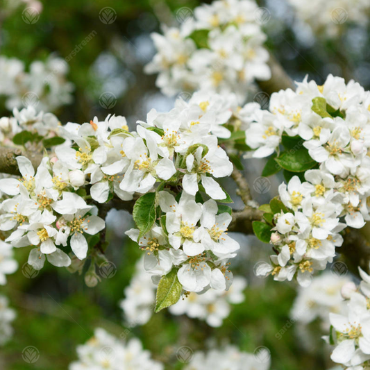 Malus 'Rosehip'