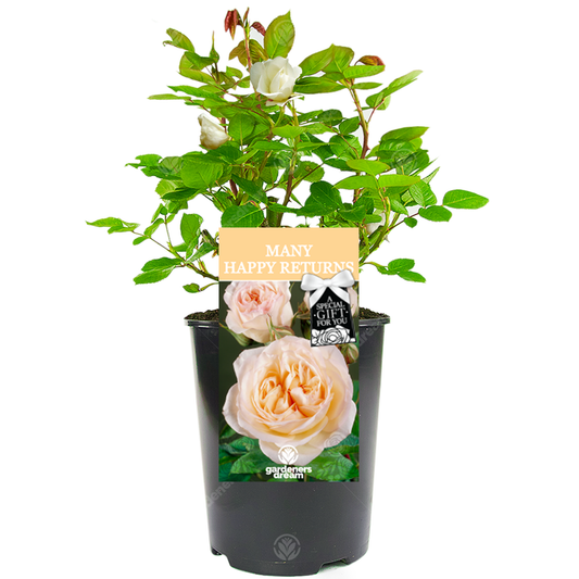 Peach Bush Rose - Many Happy Returns Birthday Gift