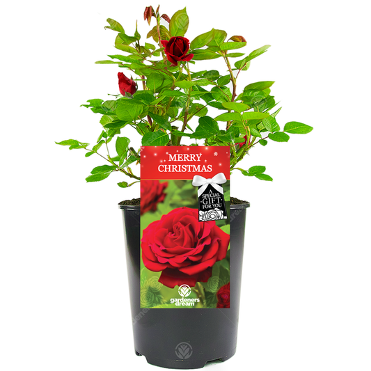 Red Bush Rose - Merry Christmas Gift