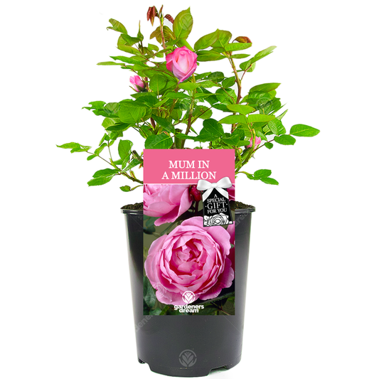 Pink Bush Rose - Mum In A Million Gift