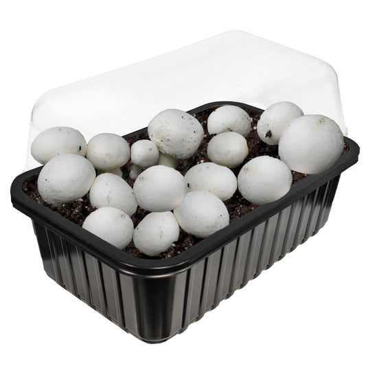 3L Mushroom Growing Kit