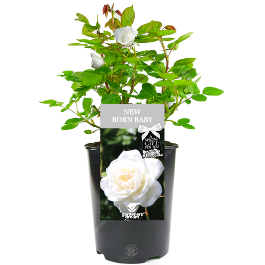 White Bush Rose - New Born Baby Gift