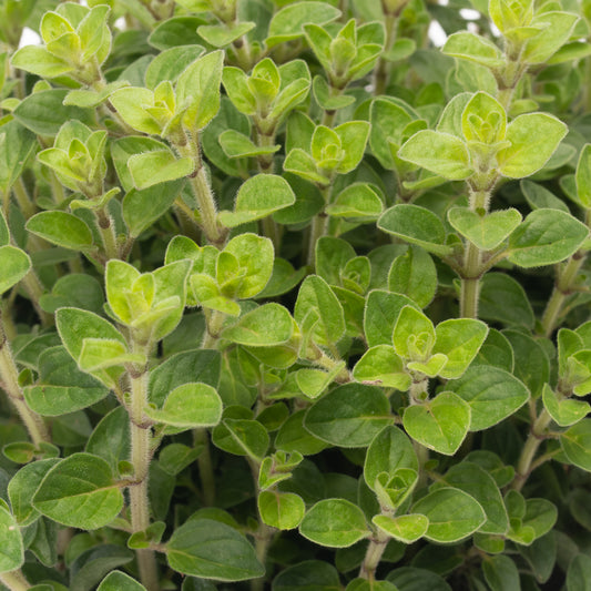 Oregano