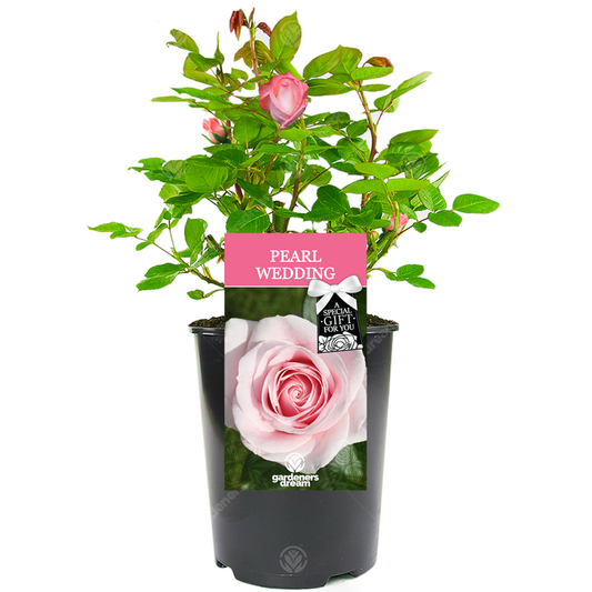 Pink Bush Rose - 30th Wedding Anniversary Gift