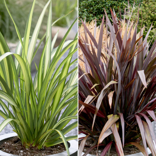 Evergreen Phormium Pair