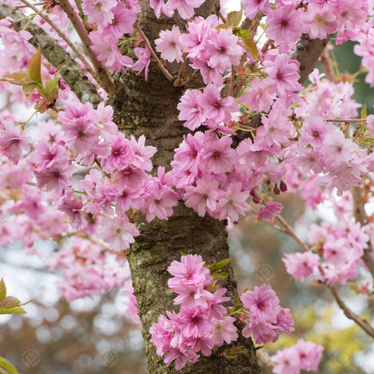 Prunus 'Beni-yutaka'