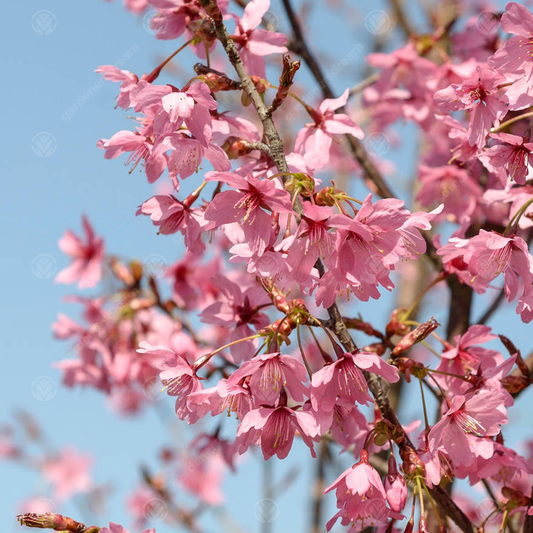 Prunus 'Collingwood Ingram'