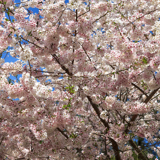 Prunus 'Tiltstone Hellfire'