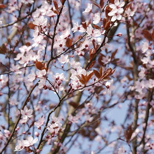 Prunus 'Crimson Pointe'