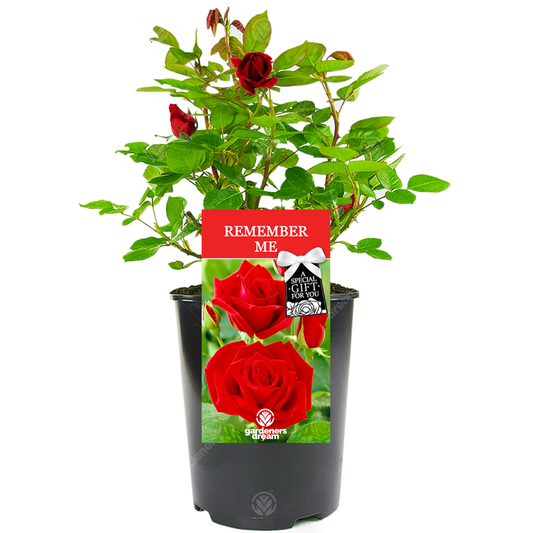 Red Bush Rose - Remember Me Gift