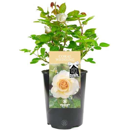 Peach Bush Rose - 35th Wedding Anniversary Gift