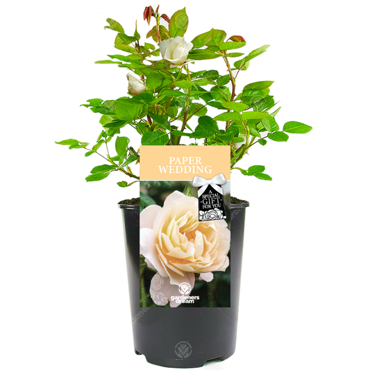 White Bush Rose - 1st Wedding Anniversary Gift