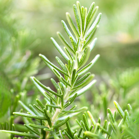 Creeping Rosemary