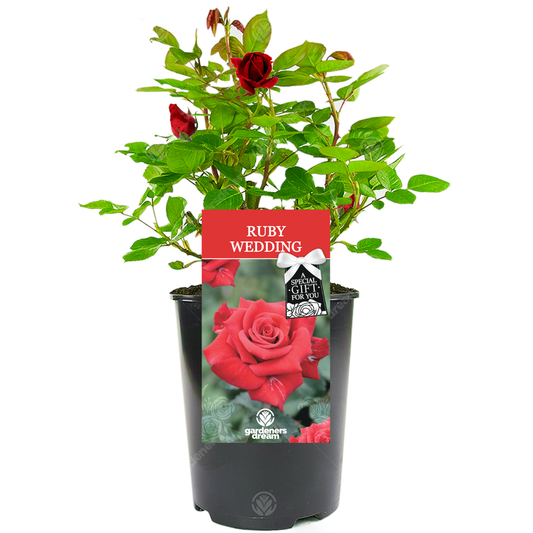 Red Bush Rose - 40th Wedding Anniversary Gift