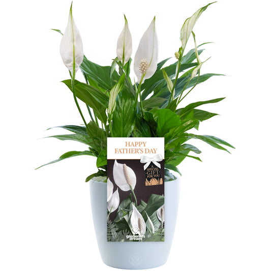 Happy Fathers Day Peace Lily - House Plant Gift for Dad