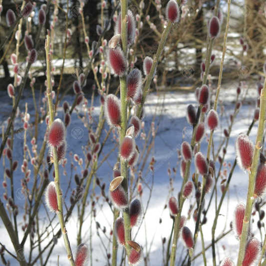 Salix 'Mount Aso'