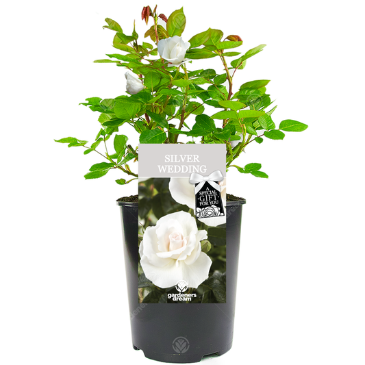 White Bush Rose - 25th Wedding Anniversary Gift