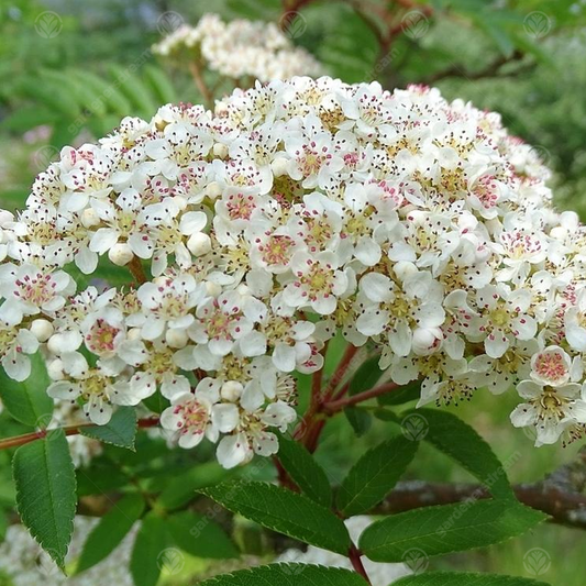 Sorbus 'Copper Kettle'