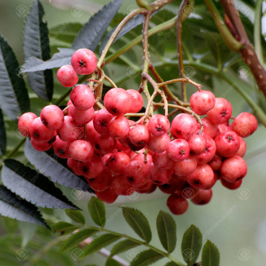 Sorbus 'Eastern Promise'