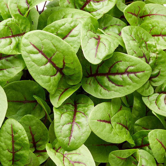 Sorrel Red