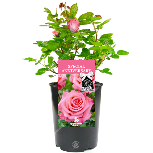 Pink Bush Rose - Special Wedding Anniversary Gift