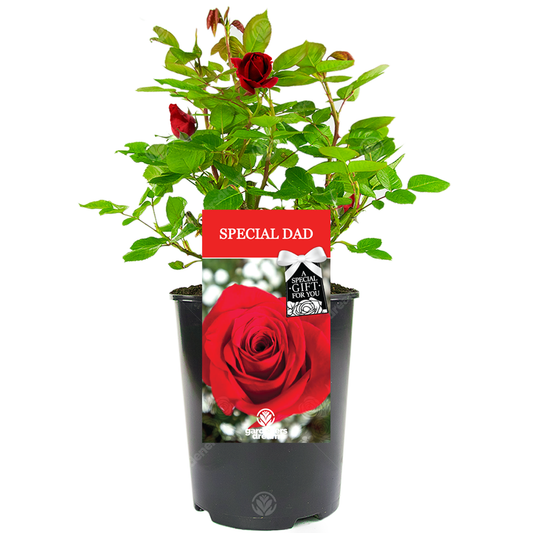 Red Bush Rose - Special Dad Gift