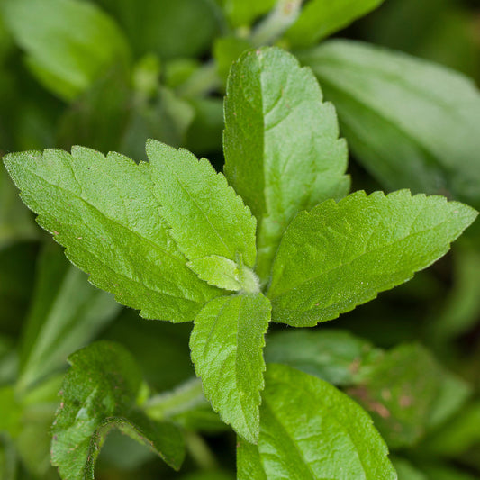 Stevia