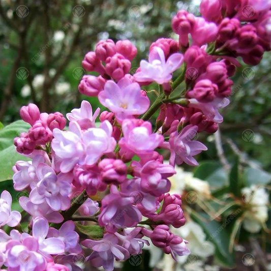 Syringa 'Belle de Nancy'