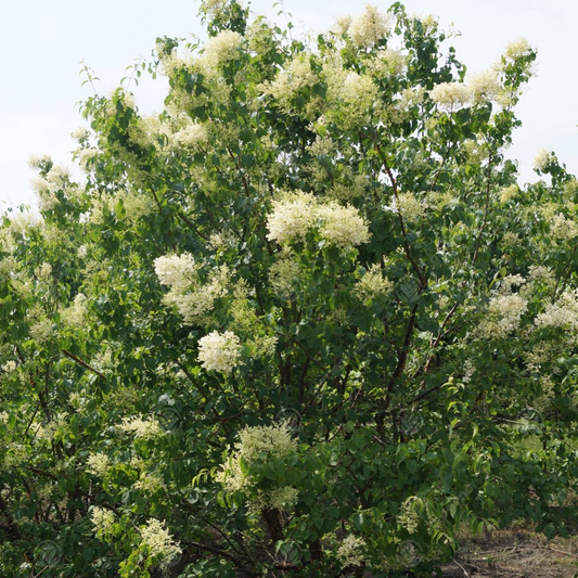 Syringa 'China Snow'