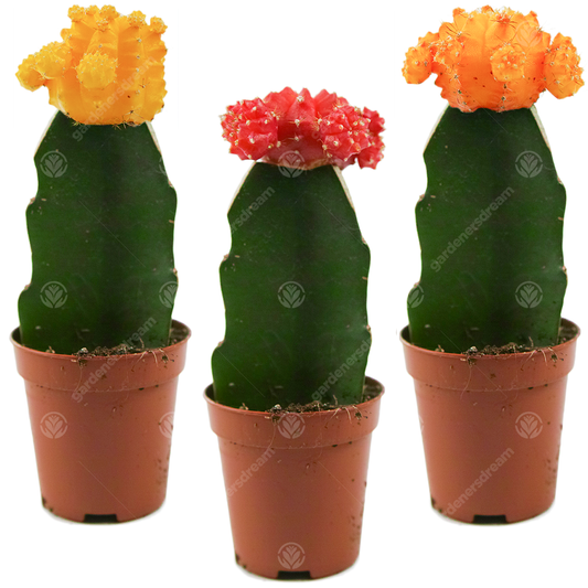 Disco Cactus Mix - Large