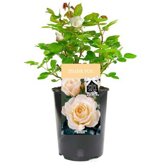 Cream Bush Rose - Thank You Gift