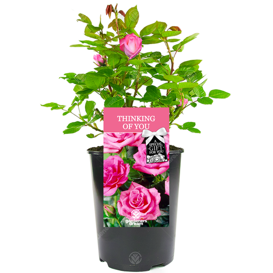 Pink Bush Rose - Thinking of You Gift