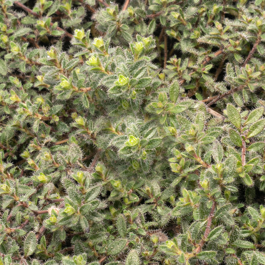 Common Thyme