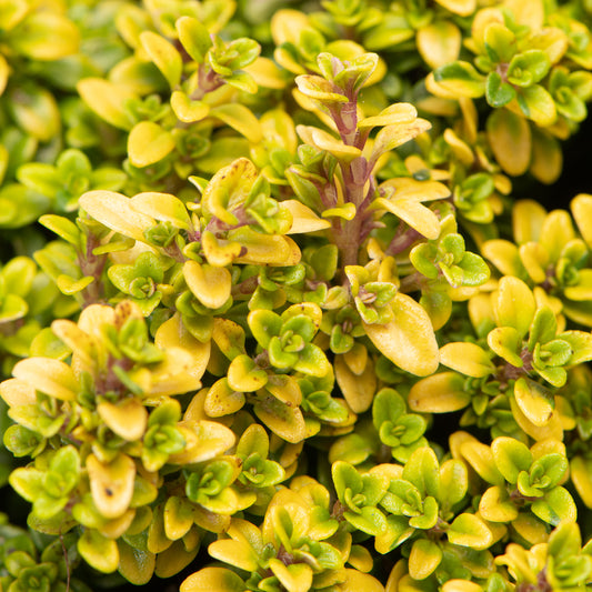 Lemon Thyme